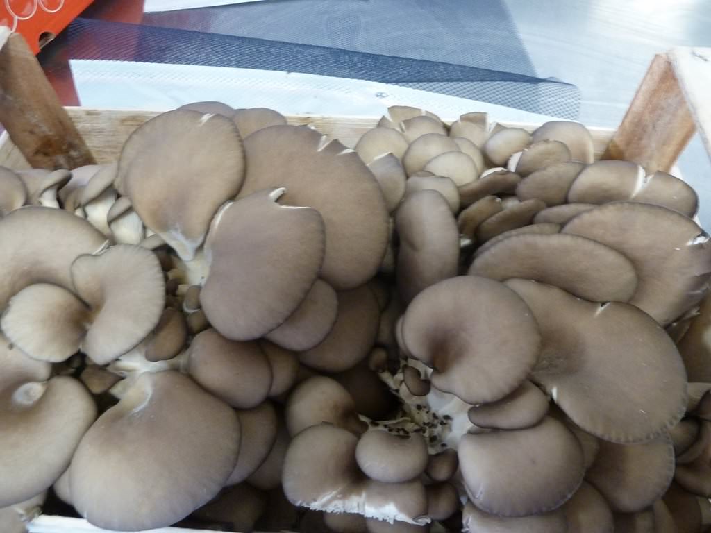 P1100099.JPG