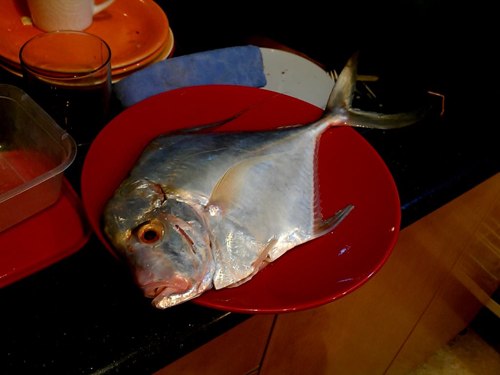 IMAG3019.jpg African Threadfish