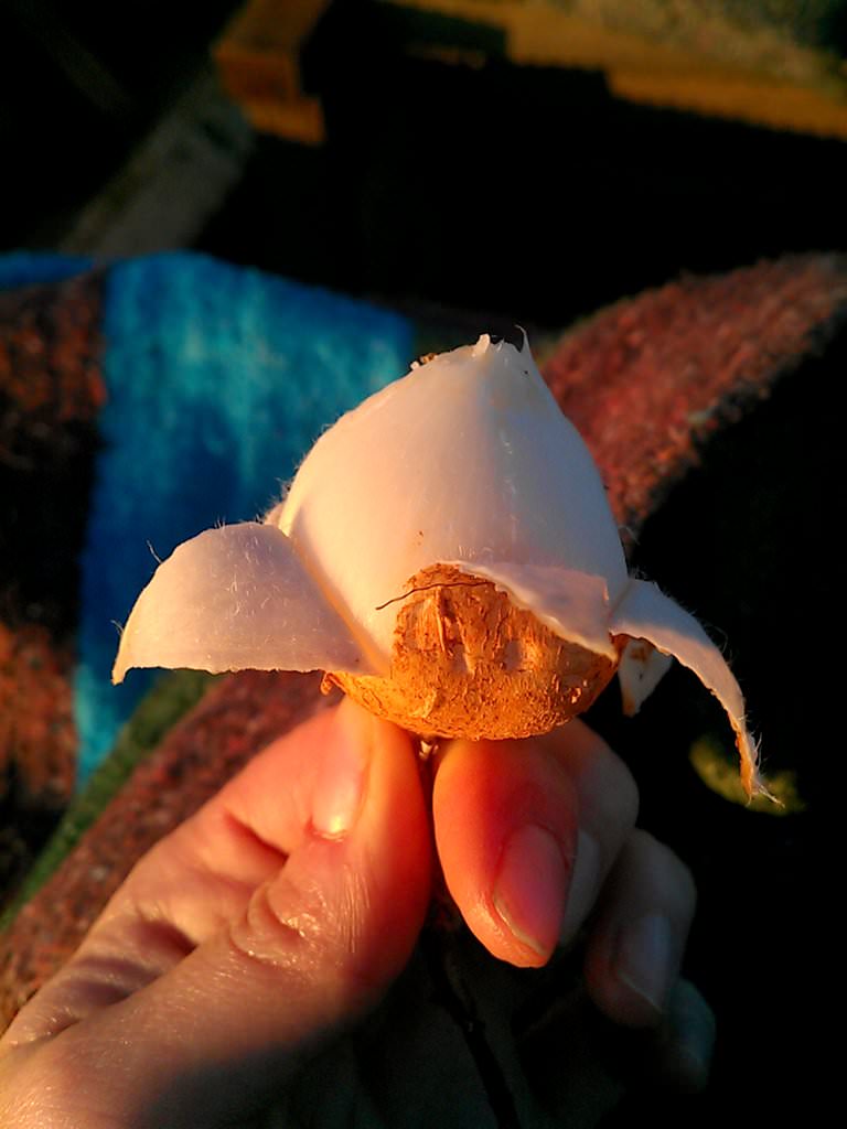 Peels like a banana and tastes juicy and wonderful